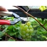 Tesoura Okatsune Curva 301/162mm para Colher Frutas e Vegetais - 8