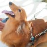 Rasqueadeira Germanhart Beauty Cabo em Gel Pequena para Cães - 6
