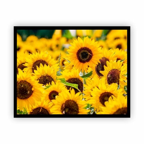 Quadro Canvas Premium Girassol Flores com Moldura 90x60cm