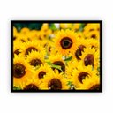 Ver imagem 1 de Quadro Canvas Premium Girassol Flores com Moldura 90x60cm