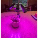 Ver imagem 2 de Lampada de Cultivo Luminaria Led Planta Crescimento Luz Ultravioleta Uv Temporizador Horta Estufa Te