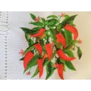 Ver imagem 3 de Caminho de Mesa Rendado Estampa Pimentas 1,50m X 40cm [branco]