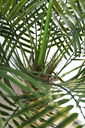 Ver imagem 5 de Árvore Planta Palmeira Fênix (21 folhas) 190cm Realista