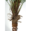 Ver imagem 3 de Árvore Planta Palmeira Fênix (21 folhas) 190cm Realista