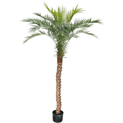 Árvore Planta Palmeira Fênix (21 folhas) 190cm Realista