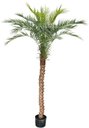Ver imagem 1 de Árvore Planta Palmeira Fênix (21 folhas) 190cm Realista