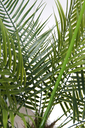 Ver imagem 2 de Árvore Planta Palmeira Fênix (21 folhas) 190cm Realista