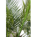 Ver imagem 2 de Árvore Planta Palmeira Fênix (21 folhas) 190cm Realista