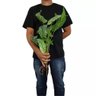 Planta Folha De Alocasia Begônia Real Toque 62Cm Com Raiz - 4