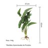Planta Folha De Alocasia Begônia Real Toque 62Cm Com Raiz - 3