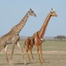Brinquedo Quebra Cabeça 3d Girafa Mdf - 3