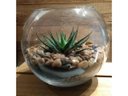 Ver imagem 4 de Vaso Aquário Redondo Grande Vidro 4,5 Litros Decoração