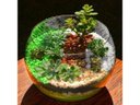 Ver imagem 2 de Vaso Aquário Redondo Grande Vidro 4,5 Litros Decoração