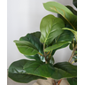 Arvore Planta Artificial Ficus Lyrata para Vaso Decorativo Toque Real Permanente - 2