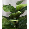 Arvore Planta Artificial Ficus Lyrata para Vaso Decorativo Toque Real Permanente - 3