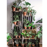 Caixa Caixote de Decoração Madeira Pinus Marrom G - 45x30x27 - 5