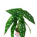Ver imagem 2 de Arranjo de Planta Artificial em Vaso de Plástico Modelo:Planta Begônia