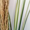 Capim Pluma Desidratada Planta Artificial 120x5cm 3pc - 6