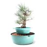 Pré Bonsai Pinheiro Negro 17 Anos - 2