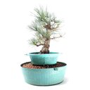 Ver imagem 2 de Pré Bonsai Pinheiro Negro 17 Anos