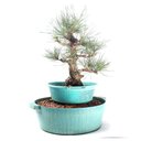 Ver imagem 3 de Pré Bonsai Pinheiro Negro 17 Anos