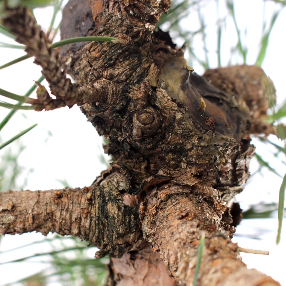 Pré Bonsai Pinheiro Negro 17 Anos - 5