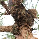 Ver imagem 5 de Pré Bonsai Pinheiro Negro 17 Anos