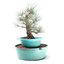 Ver imagem 4 de Pré Bonsai Pinheiro Negro 17 Anos