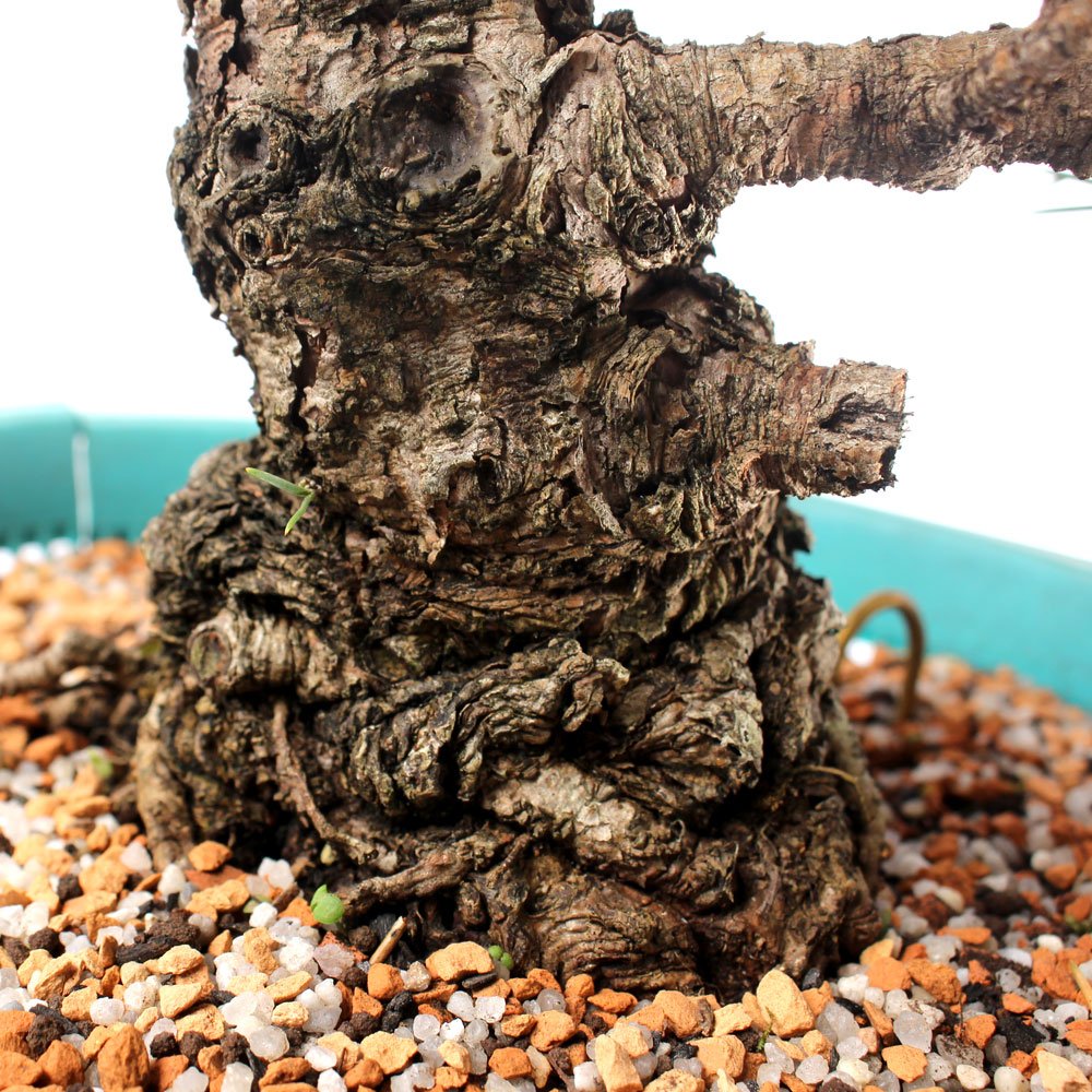 Pré Bonsai Pinheiro Negro 17 Anos - 6