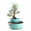 Ver imagem 1 de Pré Bonsai Pinheiro Negro 17 Anos