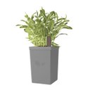 Ver imagem 5 de Vaso Autoirrigável Tramontina Em Polipropileno Cinza 0,6 L