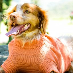 Malha para Cachorro Roupa de Frio Grife Suéter Pet Crochê Laranja Tamanho P - 4