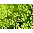 Ver imagem 2 de Papel De Parede Flores Floral Flor Natural 3D Nfl243