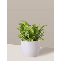 Vaso Cachepô de Cerâmica para Plantas Branco M - 5