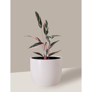 Vaso Cachepô de Cerâmica para Plantas Branco M