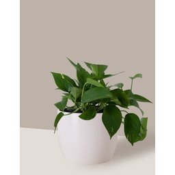 Vaso Cachepô de Cerâmica para Plantas Branco M - 3