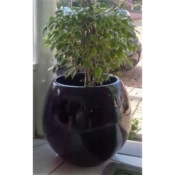 Vaso decorativo em fibra de vidro - Oval Maior - - 5