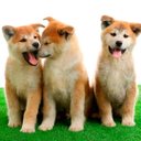 Ver imagem 5 de Grama Sintetica Soft Pet 10mm (2x1m) 2m2 - Verde