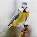 Ver imagem 1 de Tela Impressa Passarinho Corpo Amarelo Fullway - 30x30 cm