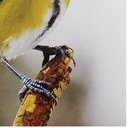 Ver imagem 3 de Tela Impressa Passarinho Corpo Amarelo Fullway - 30x30 cm