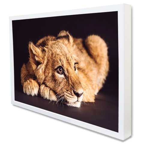 Quadro Decorativo Caixa Filhote do Predador Tacolado Moldura Caixa 3cm Branca sem Vidro 20 X 30cm