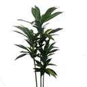 Ver imagem 1 de Árvore Artificial Dracena 120 Cm 3 Troncos | Formosinha