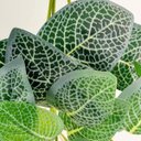 Ver imagem 4 de Kit 2 Pendente Fitônia 75cm Planta Artificial Folhagem