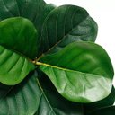 Ver imagem 2 de Ficus Lyrata Artificial Planta Permanente Decoração Sala 1.20cm