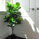 Ver imagem 3 de Ficus Lyrata Artificial Planta Permanente Decoração Sala 1.20cm