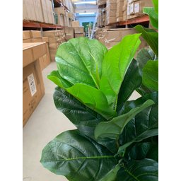 Ficus Lyrata Artificial Planta Permanente Decoração Sala 1.20cm - 9