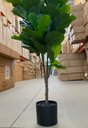 Ver mais imagens de Ficus Lyrata Artificial Planta Permanente Decoração Sala 1.20cm
