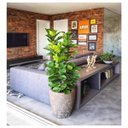 Ver imagem 1 de Ficus Lyrata Artificial Planta Permanente Decoração Sala 1.20cm