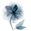 Ver imagem 1 de Aquarela Floral Fine Art Papel Algodão 30x30 Cm sem Moldura