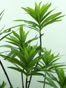Ver imagem 2 de Planta Dracena 150cm Verde Toque Real para Vaso e Decoração